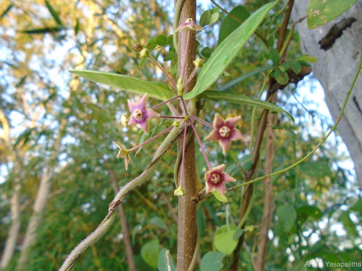 Vincetoxicum indicum (Burm.f.) Mabb.